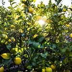 The Lemon Tree