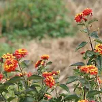 Bucare, Finca Jardin Del Rincon Barreto