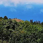Pino Redondo
