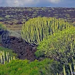 Casa Lidia Tenerife