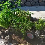 Finca Primavera