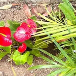 Casa Flor