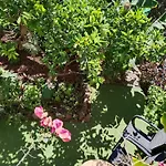 Casita Con Jardin