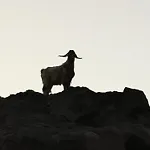 La Majorera
