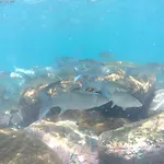 Guanabara Park 104