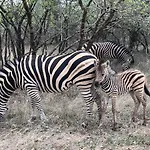 Migrate Bush Chalets